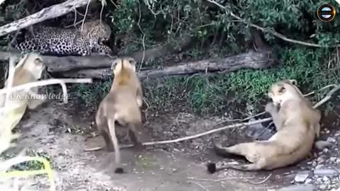 African lioness vs African leopard किसकी होगी जीत