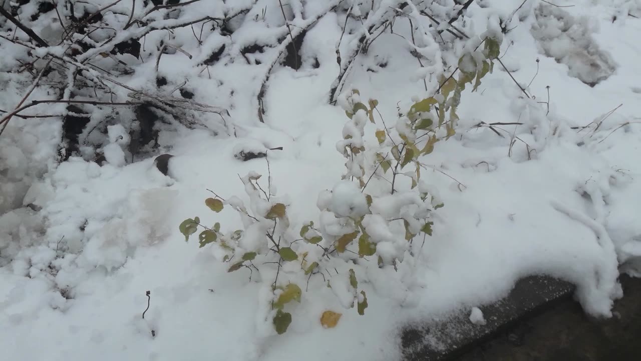 Frozen apricot tree