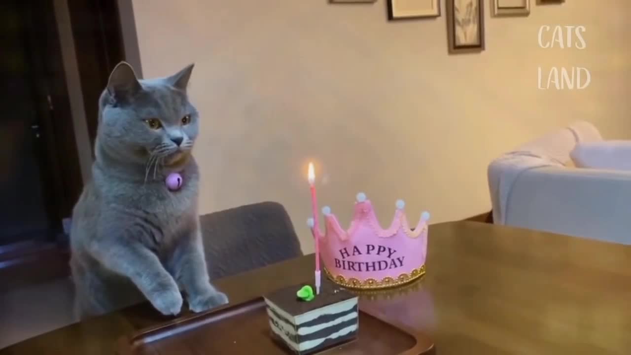 Cat -Celebrating - Birthday 🎉🎂🎉