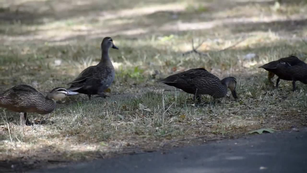 Pacific Black Ducks