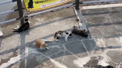 Fat cats enjoying a nap