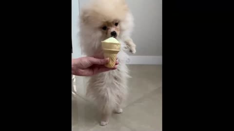 kp08-Funny and Cute Pomeranian Videos