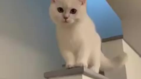 Baby Cats - Cute and Funny Cat Videos _cat_tiktok_shorts