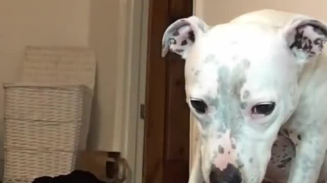 super funny dogs reaction