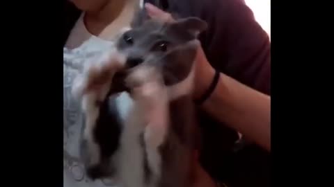 Don´t try to laugh Funny cat video´s