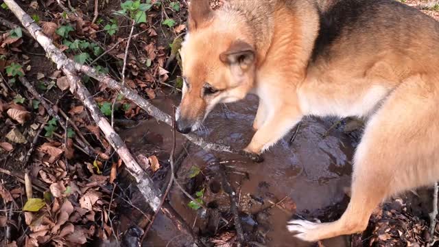 A dog in the woods playing in the water