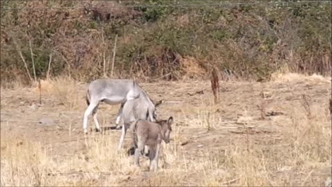 burros y campo