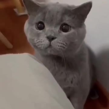 0.OMG So Cute Cat Video ❤ #cat #shorts