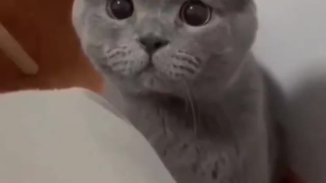 0.OMG So Cute Cat Video ❤ #cat #shorts