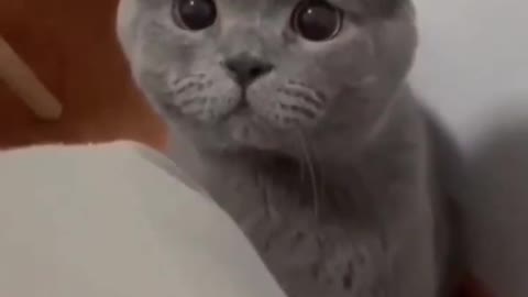 0.OMG So Cute Cat Video ❤ #cat #shorts