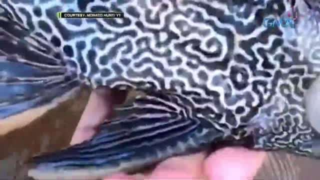 Amazing Earth- Catching and eating janitor fish1