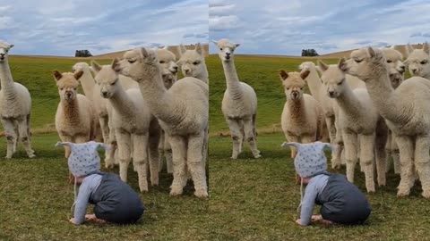 Baby Edward surrounded by curious alpacas