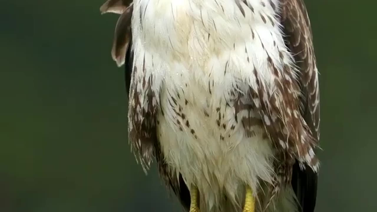 A warrior bird falcon