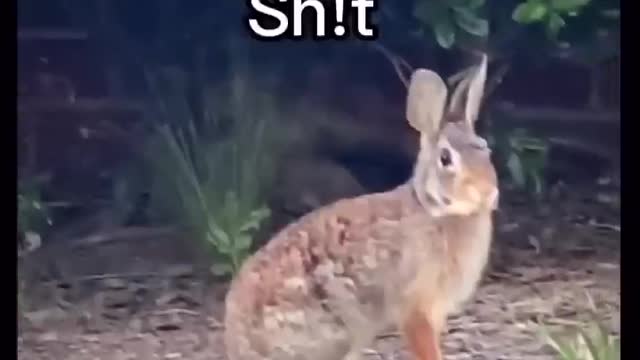 Funny dog video #Short #puppy #firstshortvideo