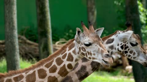 GIRAFFES CURIOSITIES YOU CAN'T KNOW YOURSELF