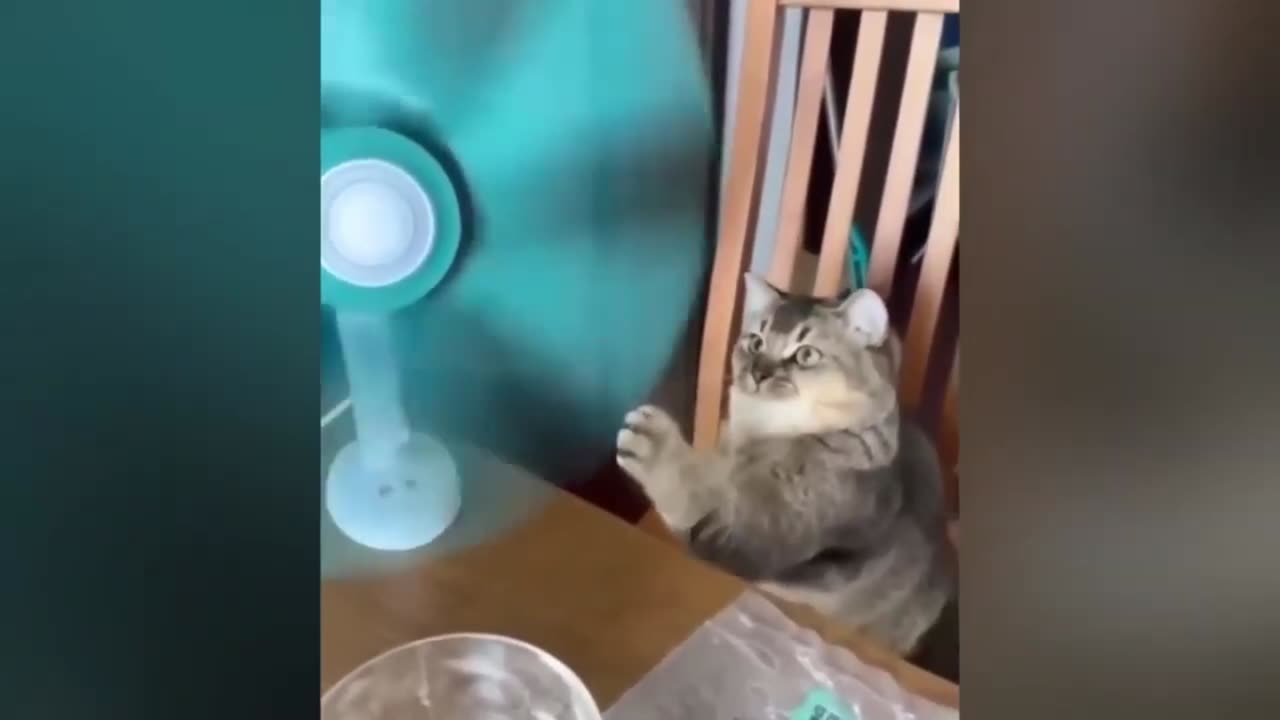 Laugh Out Loud with These Funny Cat 😹 and Dog 🐶 Videos | funny animal video chapter 2