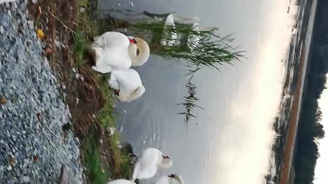 Swans that live in my lake