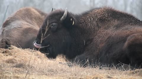 How buffalo clean their noses