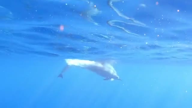 underwater#dolphin