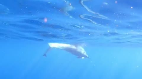 underwater#dolphin