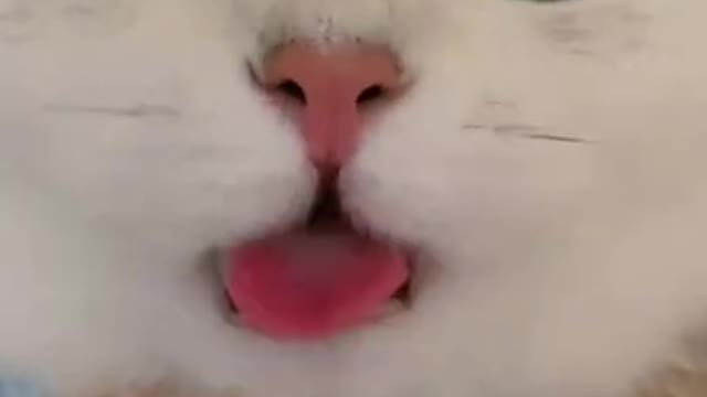 Are You Boring These Funny CATS are the best solution - Funniest Cat Videos