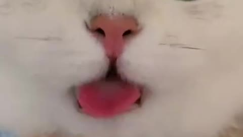 Are You Boring These Funny CATS are the best solution - Funniest Cat Videos