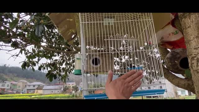 bird eating millet