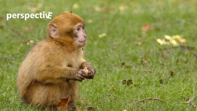 Brown cute monkey eating bread😍🤣