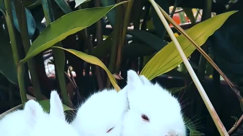 3 cute bunnies playing together