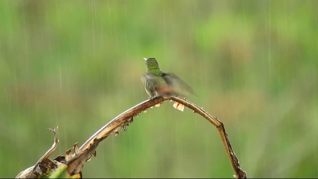 A bird moving on a curved bough