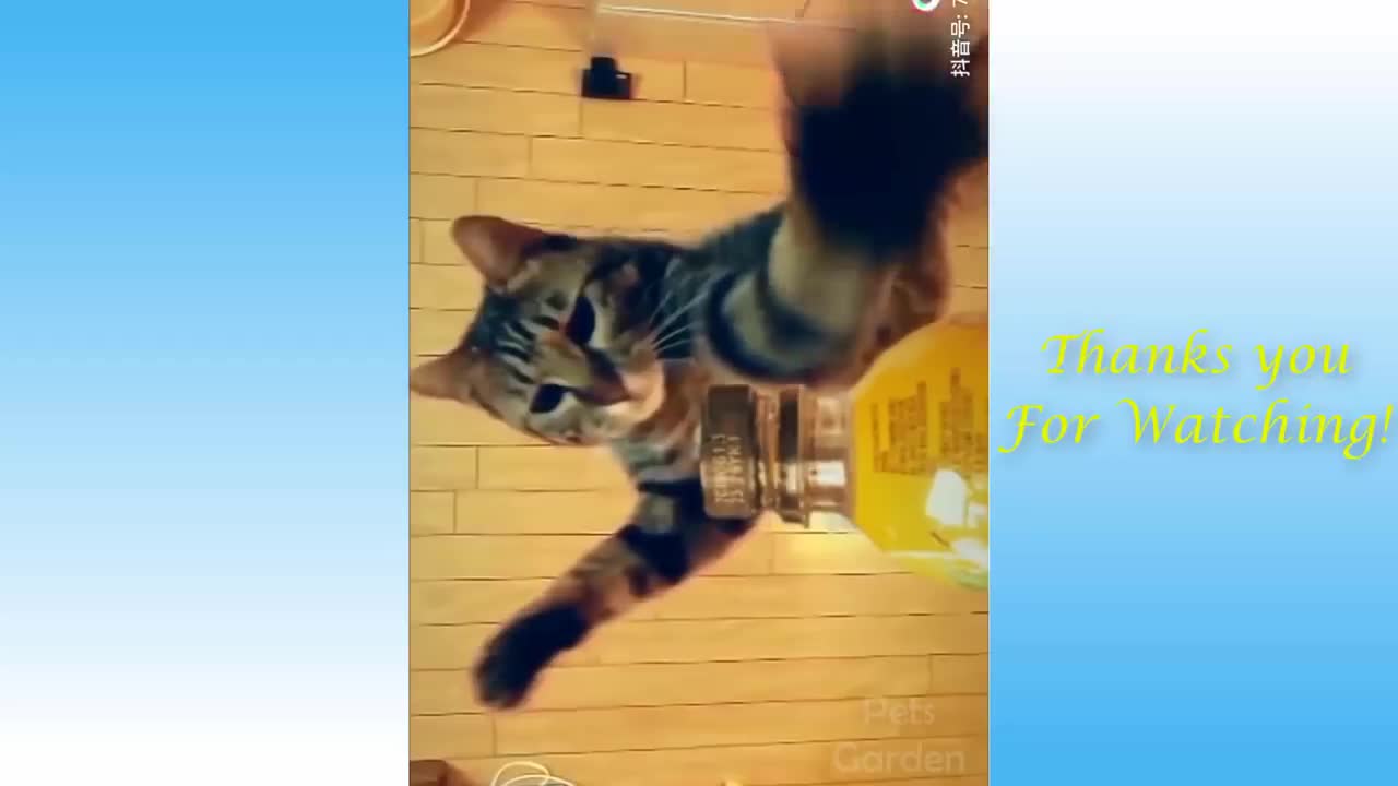 cat entertainment