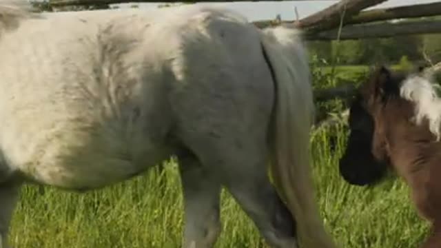 Horses Eating a Grass