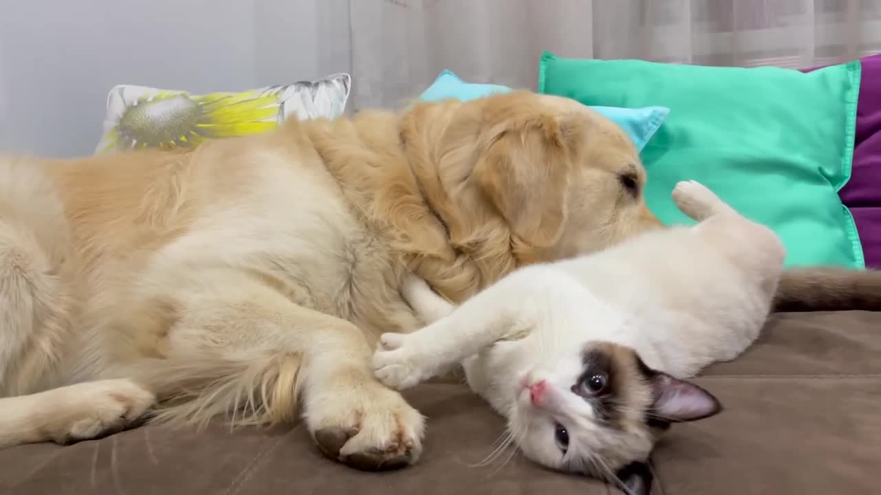 Golden Retriever Attacked by Kitten [TRY NOT TO LAUGH or GRIN]