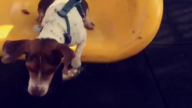 Brown and white dog stumbles down yellow slide with black leash on