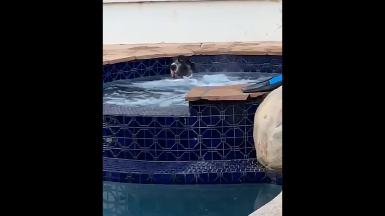 funny animals