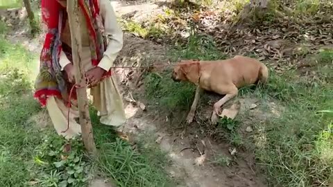 boy playing his dog