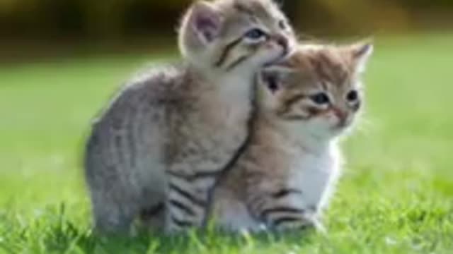 Cute Animals