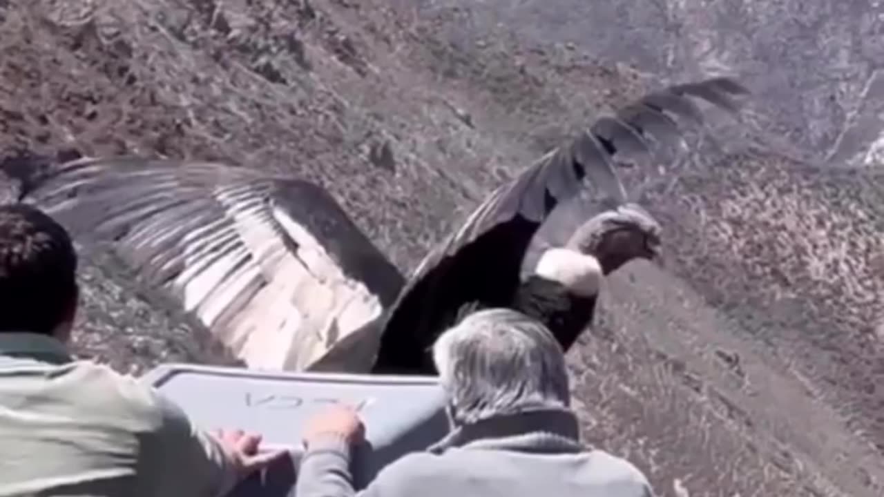 WORLD'S LARGEST FLYING BIRD