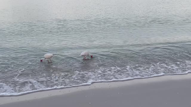 Ibis birds eating breakfast