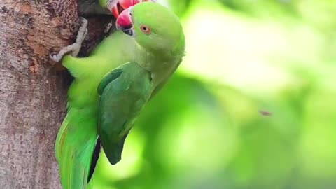 Parrot,