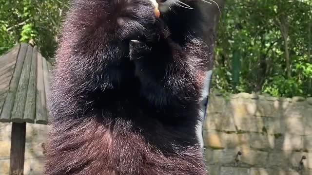 What is this raccoon eating while standing? I like it so much