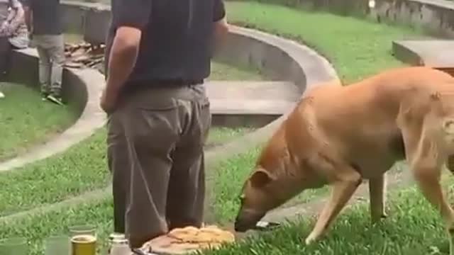 This dog carries a man's snack