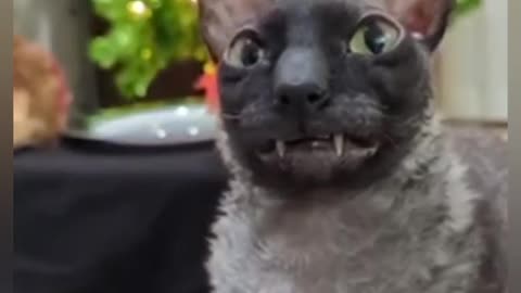 Funny animals 2024 Funniest Cats and Dogs Video #shorts
