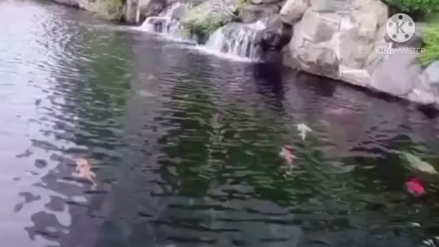 charming scenery and peaceful swimming of fish