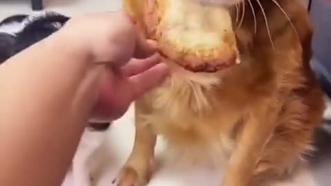 Baby Dogs - Cute and Funny Dog Video 🐶Cute Puppies Doing Funny Things 2022