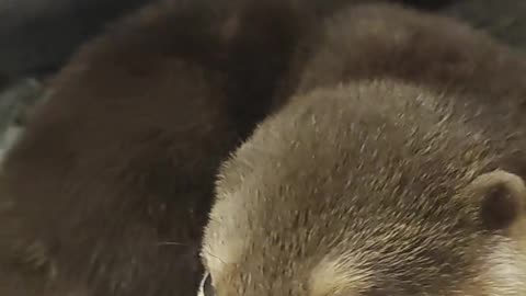 Funny baby otter