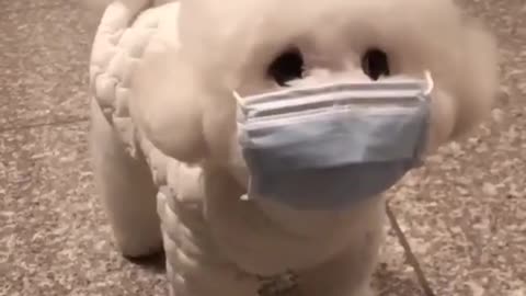 Vídeos fofos e engraçados de cachorros _ Cachorrinho de máscara 😆 _ Cachorrinho fofo _