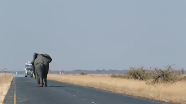 Elephant come on Road