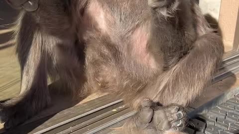 Baboon Likes to Hold Her Meerkat Friend