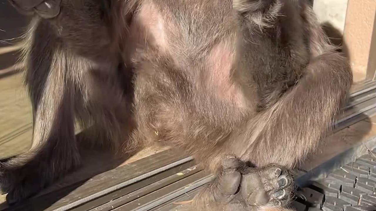 Baboon Likes to Hold Her Meerkat Friend